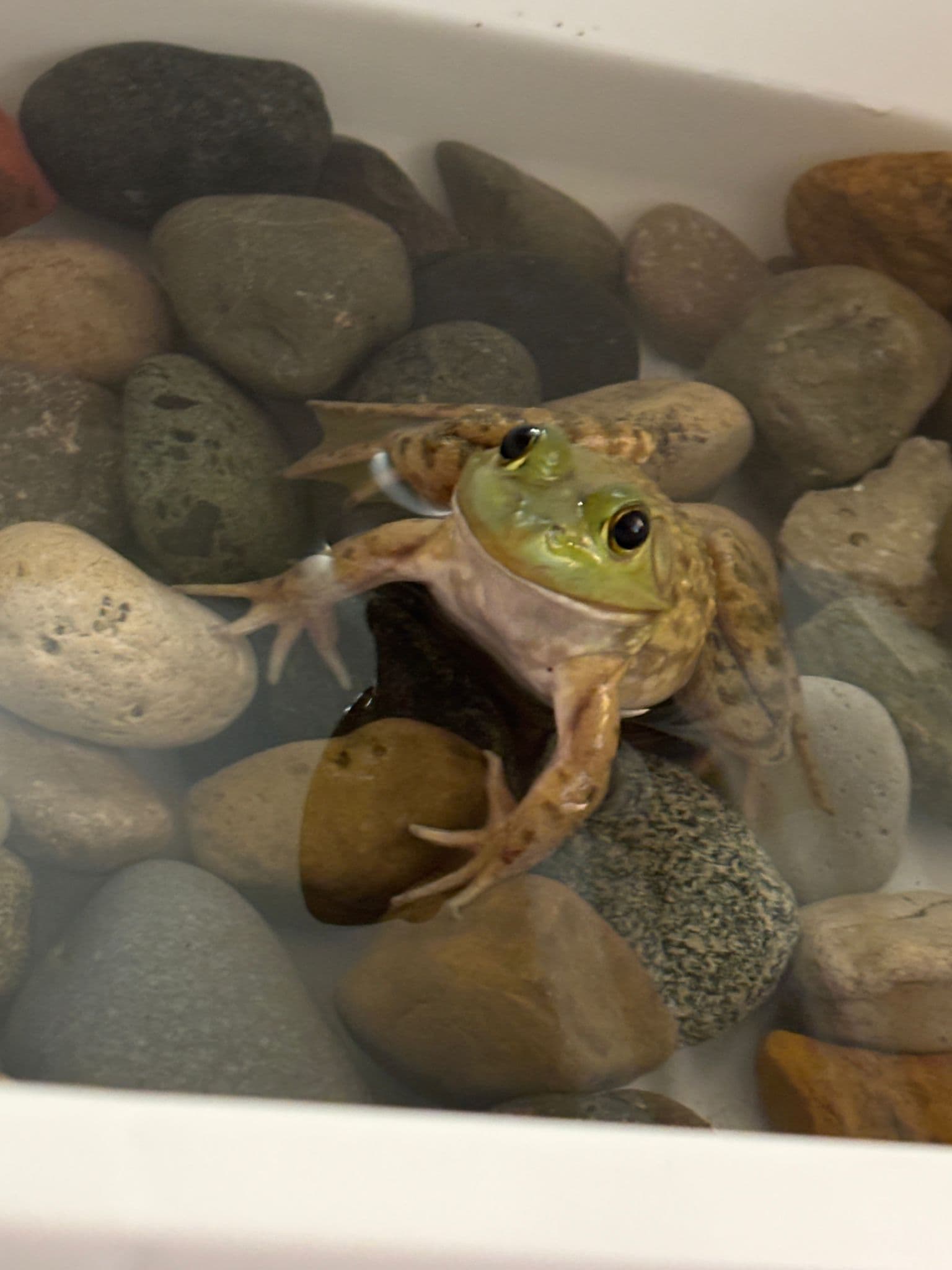 Pickle the frog in her tank with rocks