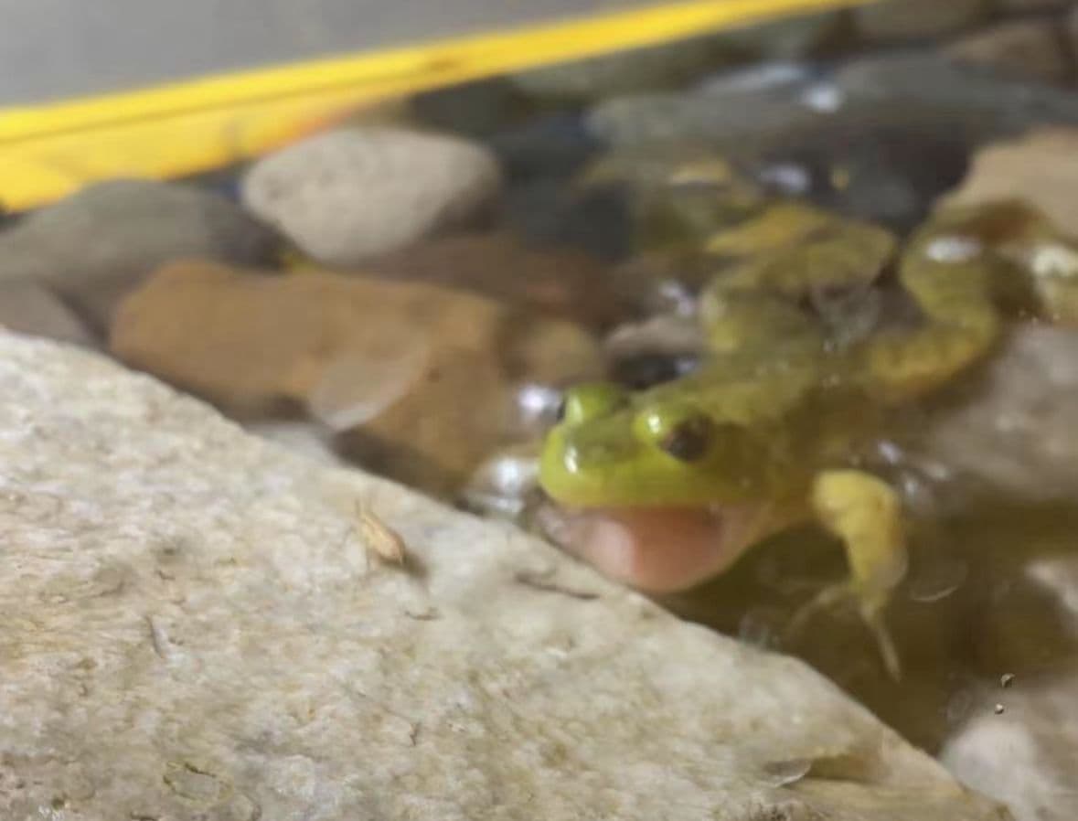 Pickle the frog peeking out from her hiding spot